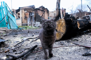 ウクライナの猫―虐殺の地ブチャにて